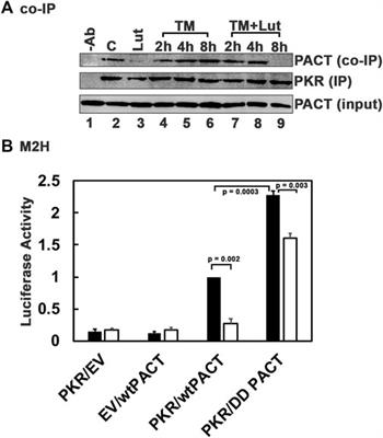 Luteolin protects DYT-PRKRA cells from apoptosis by suppressing PKR activation